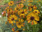Preview: Sonnenbraut"Rauchtopas"(Helenium "Rauchtopas")